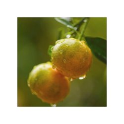 GOLDFIELD &amp; BANKS 100 ML